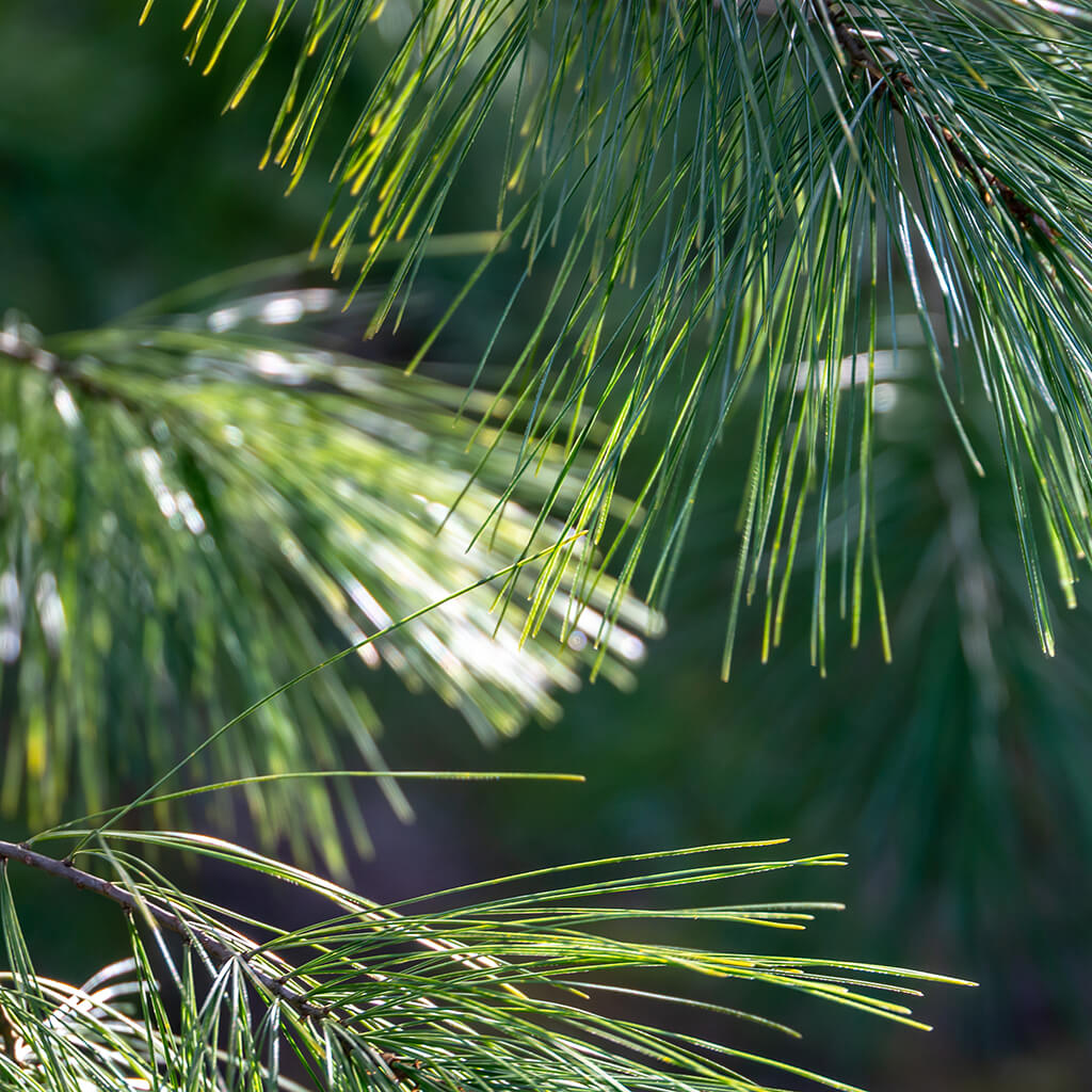 White Pine Needle Elixir